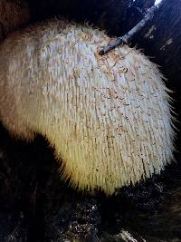 Hericium erinaceus image