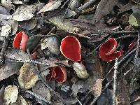 Sarcoscypha coccinea image