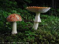 Amanita muscaria var. guessowii image