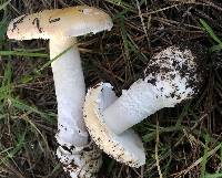 Amanita gemmata image