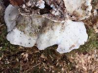 Trametes versicolor image