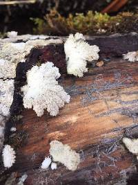 Schizophyllum commune image