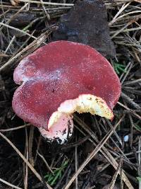 Russula sanguinaria image