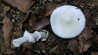 Amanita bisporigera image