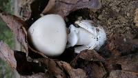 Amanita bisporigera image