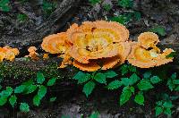 Laetiporus sulphureus image