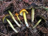 Hygrocybe singeri image