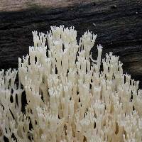 Artomyces pyxidatus image