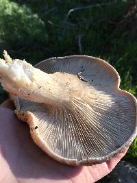 Pleurotus eryngii image