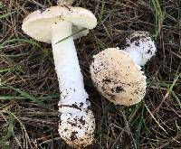 Amanita gemmata image