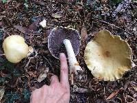 Stropharia ambigua image