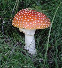 Amanita muscaria image