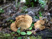 Stereum versicolor image