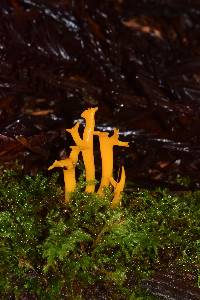 Calocera cornea image