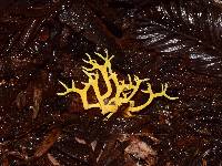 Calocera cornea image