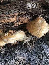 Hericium erinaceus image