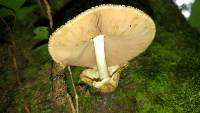 Volvariella bombycina image