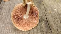 Volvariella bombycina image