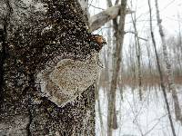 Phellinus tremulae image