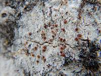 Lecanora allophana image