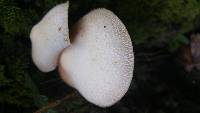 Volvariella bombycina image