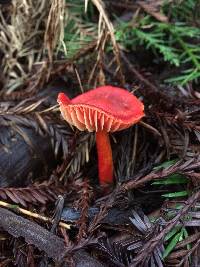 Hygrocybe coccinea image