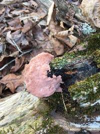 Fomitopsis cajanderi image