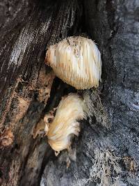 Hericium erinaceus image