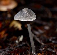 Mycena leptocephala image