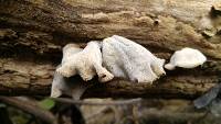 Auricularia polytricha image