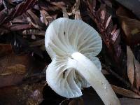 Hygrocybe russocoriacea image