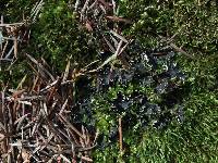 Peltigera collina image