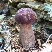 Tylopilus rubrobrunneus image