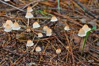 Marasmius siccus image