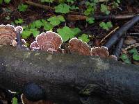 Trametes versicolor image