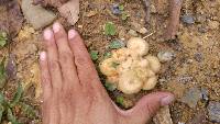 Armillaria tabescens image