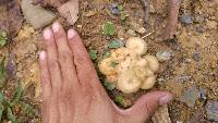 Armillaria tabescens image