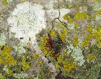 Xanthoria weberi image