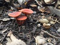 Lactarius rubidus image