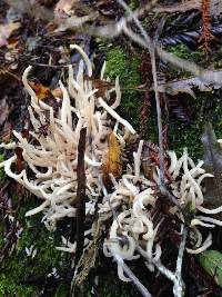 Clavaria fragilis image