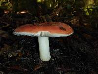 Russula cremoricolor image