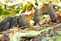 Xylaria polymorpha image