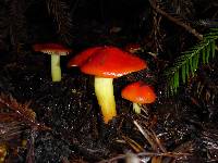 Hygrocybe laetissima image