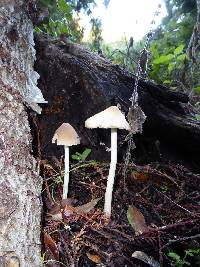 Psathyrella longipes image