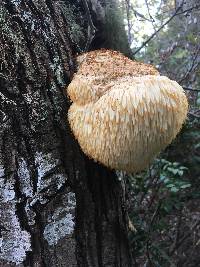 Hericium erinaceus image