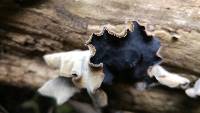 Auricularia polytricha image