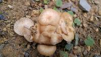 Armillaria tabescens image