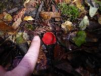 Sarcoscypha coccinea image