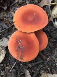 Lactarius rubidus image