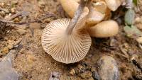 Armillaria tabescens image